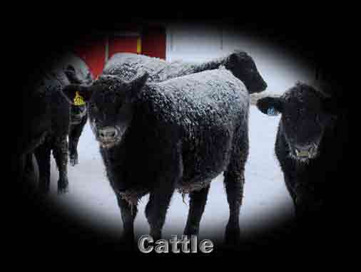 cattlepage